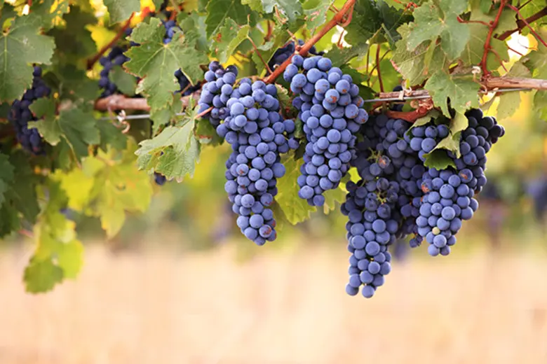 เลอ กอร์ดอง เบลอ เป็นหนึ่งในสถาบันการศึกษ...