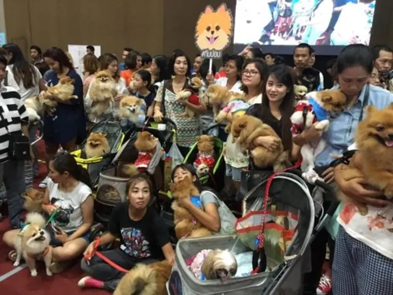 “อิมแพ็ค” เติมเต็มคนรักสุนัข ฉลองความสุขครบรอบ 15 ปี จัดยิ่งใหญ่ “ด็อกโชว์ 2016”