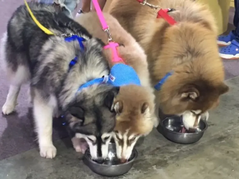 “อิมแพ็ค” เติมเต็มคนรักสุนัข ฉลองความสุขครบรอบ 15 ปี จัดยิ่งใหญ่ “ด็อกโชว์ 2016”