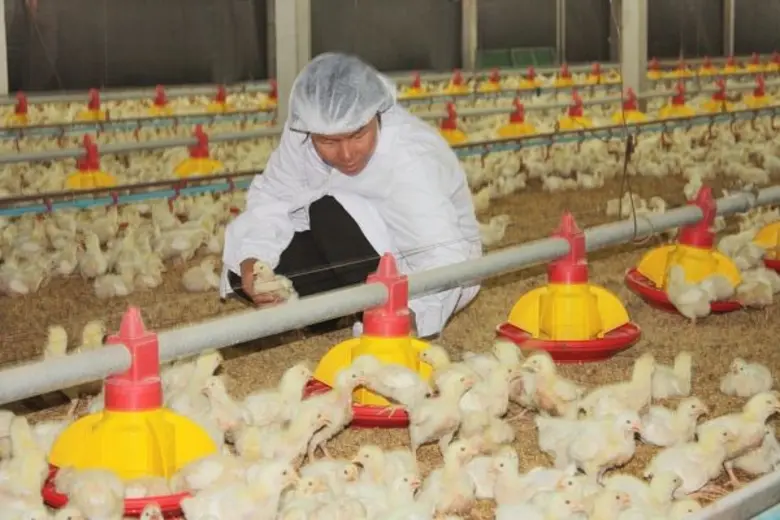 ซีพีเอฟเร่งพัฒนาธุรกิจไก่เนื้อทั้งห่วงโซ่การผลิตดูแลแรงงานให้ได้มาตรฐานสากล เดินหน้าอบรมเกษตรกรร่วมโครงการฯ ดูแลแรงงานในฟาร์มตามหลัก Good Labour Practices