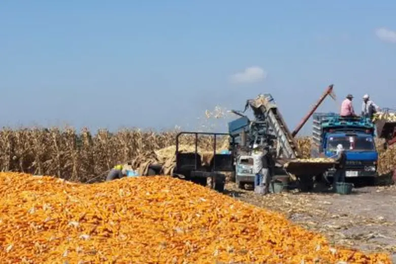 เกษตรกรปลูกข้าวโพดเลี้ยงสัตว์สนใจขึ้นทะเบ...