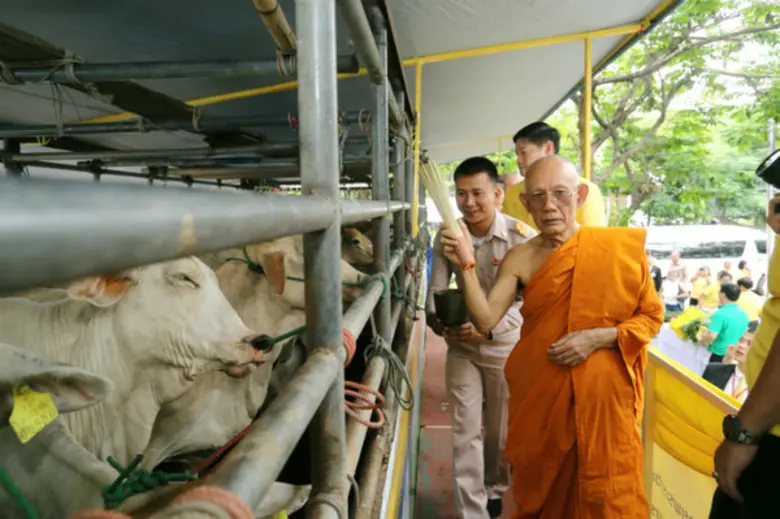 เทสโก้ โลตัส ไถ่ชีวิตโค-กระบือ ถวายเป็นพระราชกุศลแด่ในหลวง-พระราชินี