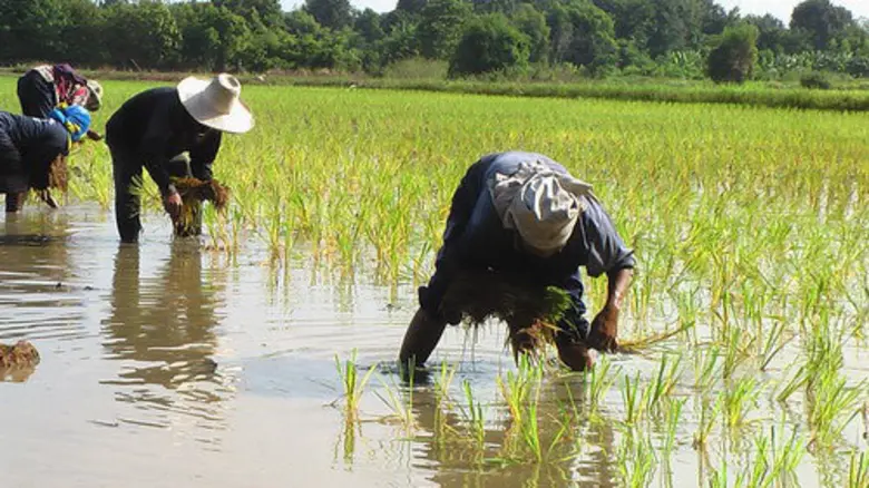 สคร.10 อุบลฯ ประกาศเตือนเกษตรกรระวังโรคฉี...