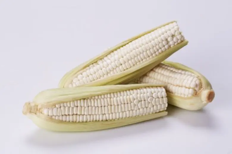 กูร์เมต์ มาร์เก็ต ชวนลิ้มลองรสชาติความอร่อยของข้าวโพดนมสด  และผลิตภัณฑ์คุณภาพจากฮอกไกโด