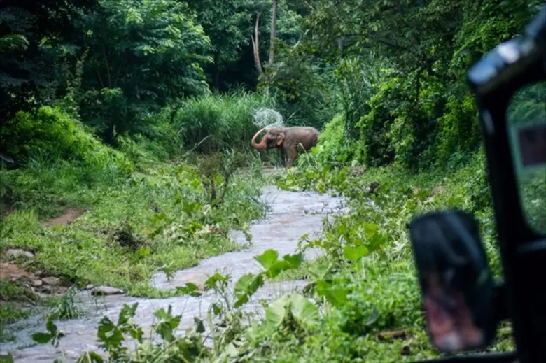 Flight of the Gibbon ปลูกป่าเฉลิมพระเกียรติพระบาทสมเด็จพระเจ้าอยู่หัว และสมเด็จพระนางเจ้าฯ พระบรมราชินีนาถ