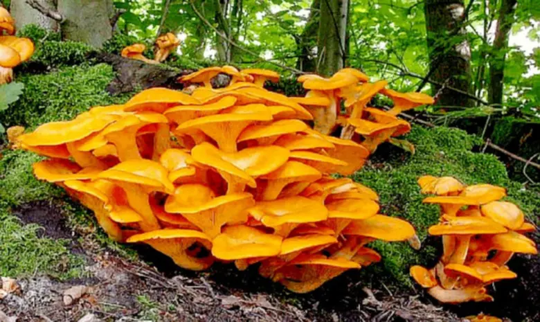 อร่อยและมีประโยชน์ "เมนูเห็ด" @ ห้องอาหาร...