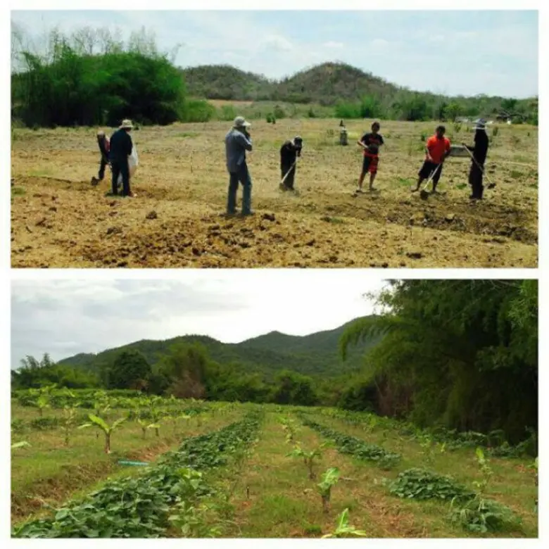 เกษตรกรเมืองเพชร ฝ่าวิกฤต "เกษตรอินทรีย์" สร้างสะพาน "ผู้ผลิต" พบ "ผู้บริโภค" หวั่น ถอดใจหวนกลับเข้าสู่วงจรเคมี