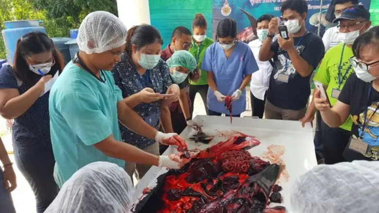 สาธิตการชันสูตรสัตว์ทะเลหายาก