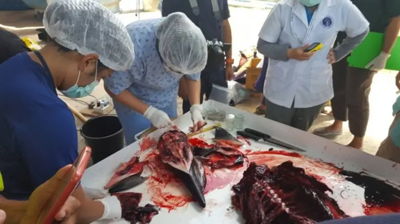 สาธิตการชันสูตรสัตว์ทะเลหายาก