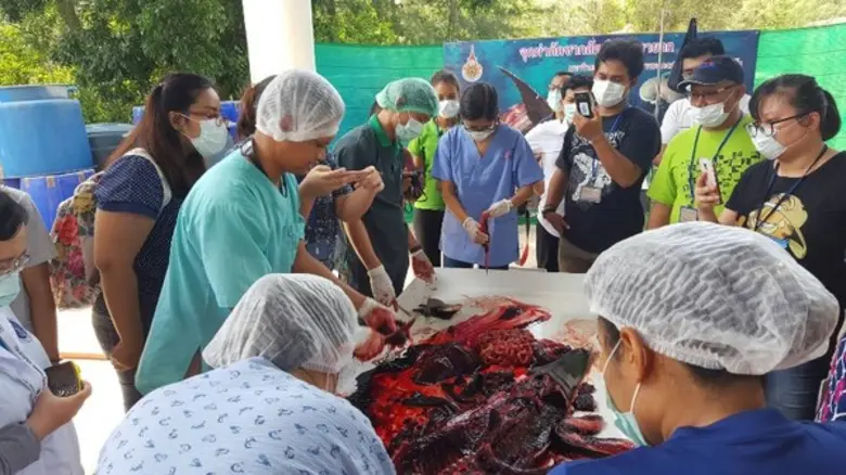 สาธิตการชันสูตรสัตว์ทะเลหายาก