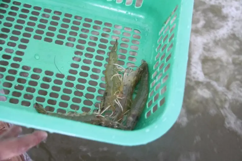 นักศึกษามหาวิทยาลัยราชภัฏธนบุรี สมุทรปราการ จัดนิทรรศการเศรษฐกิจพอเพียงน้อมเกล้าสดุดี 70 ปี ครองราชย์