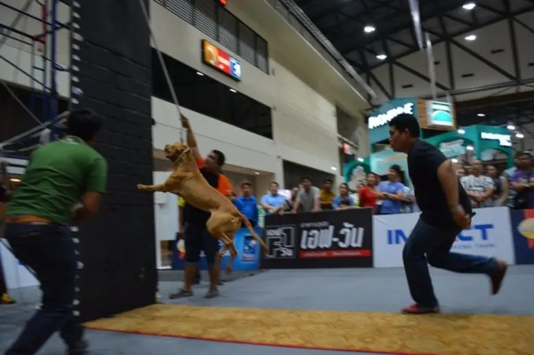 เริ่มแล้ววันนี้กับงาน “สมาร์ทฮาร์ท พรีเซ้นต์ เพ็ท วาไรตี้” ตอน“สิ่งมหัศจรรย์ของโลกสัตว์เลี้ยง”