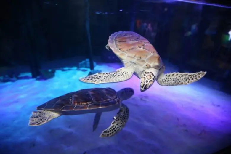 ปิดเทอมกำลังเวียนมาอีกครั้ง ซีไลฟ์ แบงคอก...