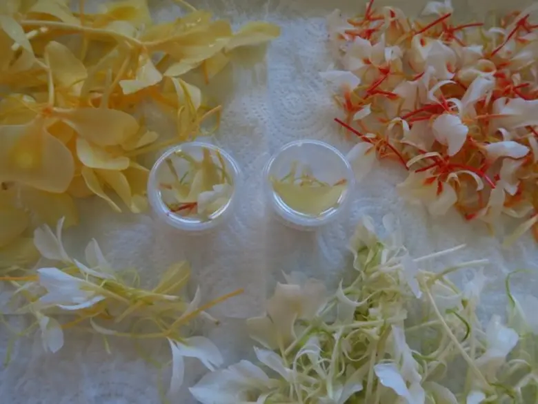 โครงการพัฒนาเครื่องดื่มจากพืชในท้องถิ่น (Beverage Development from Native Plants) ในปีงบประมาณ 2559-2560