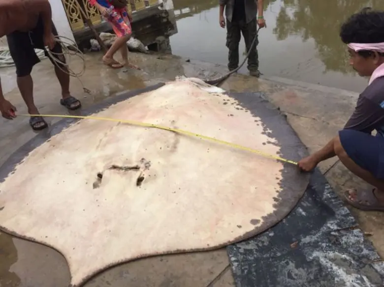 กรมประมงระดมนักวิชาการเร่งหาเหตุ “กระเบนราหูแม่กลอง” ตาย  พร้อมเตรียมปล่อยเพิ่มฟื้นฟูหลังเข้าสู่สภาวะปกติ