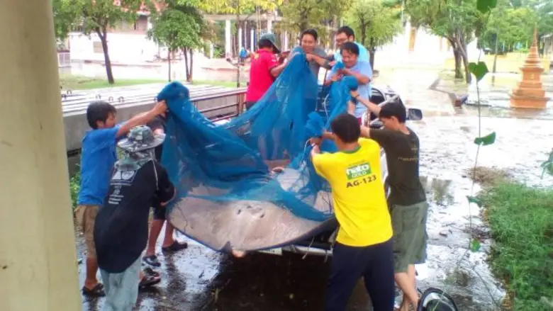 กรมประมงระดมนักวิชาการเร่งหาเหตุ “กระเบนราหูแม่กลอง” ตาย  พร้อมเตรียมปล่อยเพิ่มฟื้นฟูหลังเข้าสู่สภาวะปกติ