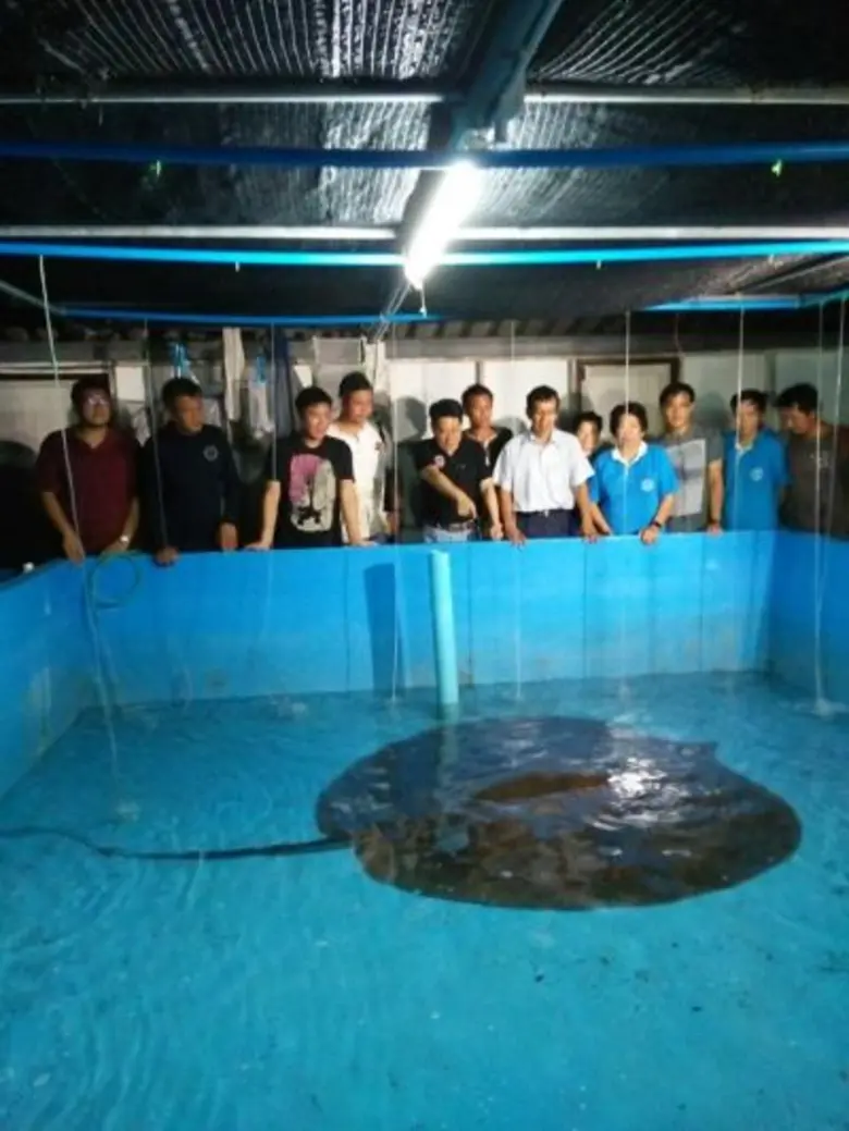 กรมประมงระดมนักวิชาการเร่งหาเหตุ “กระเบนราหูแม่กลอง” ตาย  พร้อมเตรียมปล่อยเพิ่มฟื้นฟูหลังเข้าสู่สภาวะปกติ