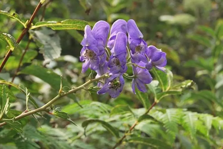 ภาวะผู้มีบุตรยาก เกิดจากมดลูกเย็น รักษาได้ด้วยศาสตร์แพทย์แผนจีน