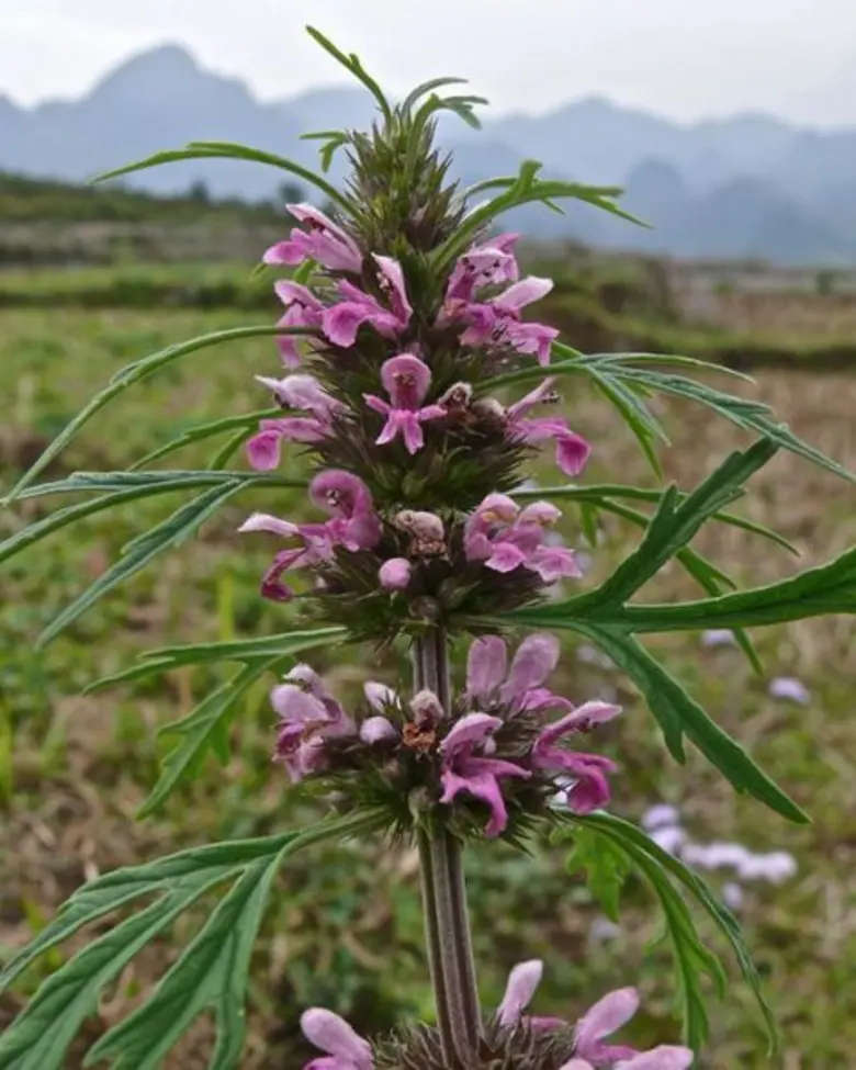 ภาวะผู้มีบุตรยาก เกิดจากมดลูกเย็น รักษาได้ด้วยศาสตร์แพทย์แผนจีน