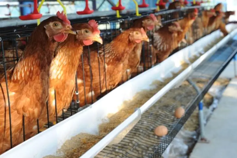 กินไข่ทุกวัน กินไข่ทุกวัย กินอะไรใส่ไข่ด้วย