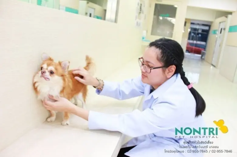 โรคอันตรายของหมาและแมว ที่เจ้าของพึงหมั่น...