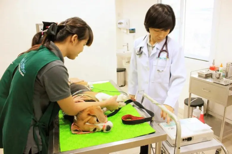 เครื่องตรวจคลื่นหัวใจไฟฟ้าในสัตว์เลี้ยงหร...