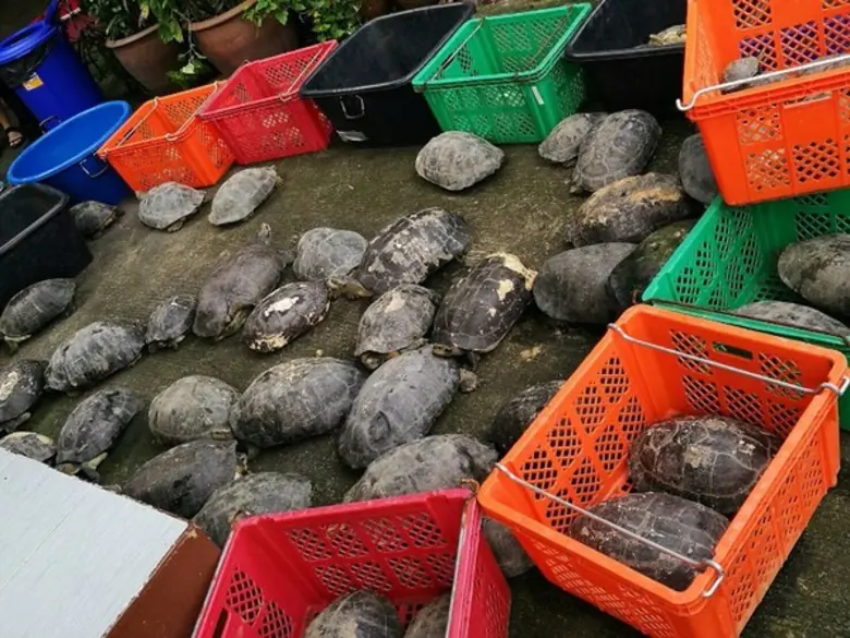 เมอร์คจัดกิจกรรมวิ่งการกุศลเพื่อนำรายได้ไปสมทบทุน “โครงการคืนชีวิตเต่าและตะพาบน้ำสู่ธรรมชาติ”