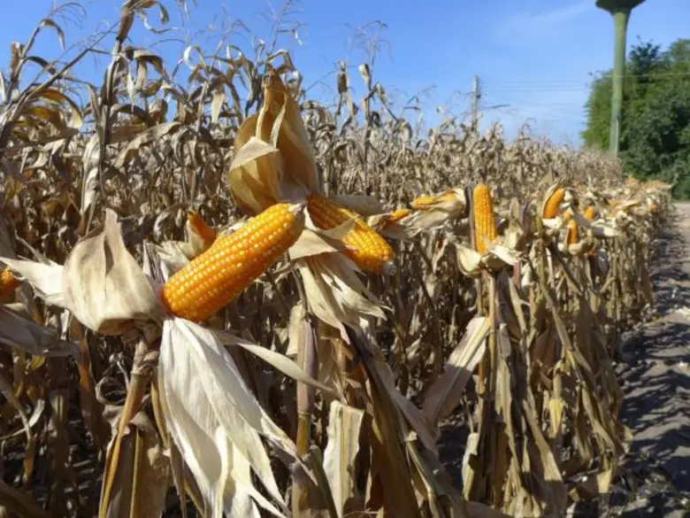 ส.อาหารสัตว์ ระบุซีพี-เบทาโกร ไม่เคยซื้อข้าวโพดเลี้ยงสัตว์ต่ำกว่า 8.- บาท พร้อมนำทีมร่วมมือกรมการค้าภายในเพิ่มจำนวนการซื้อ