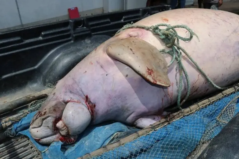 เจ้าหน้าที่ของสถาบันทรัพยากรธรรมชาติและสิ่งแวดล้อม มทร.ตรัง รับซากพะยูน