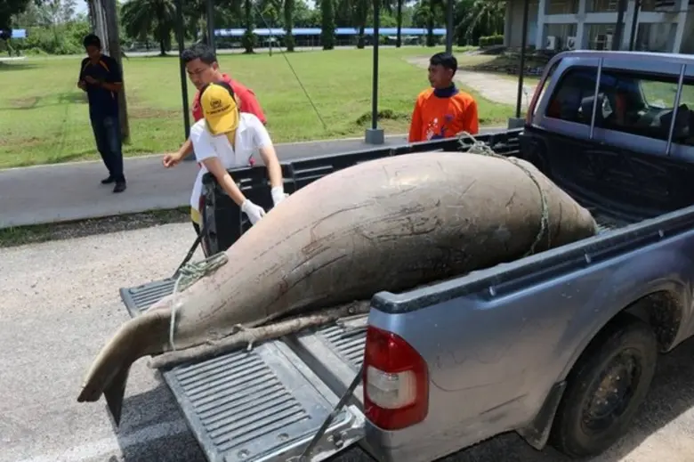 เจ้าหน้าที่ของสถาบันทรัพยากรธรรมชาติและสิ่งแวดล้อม มทร.ตรัง รับซากพะยูน