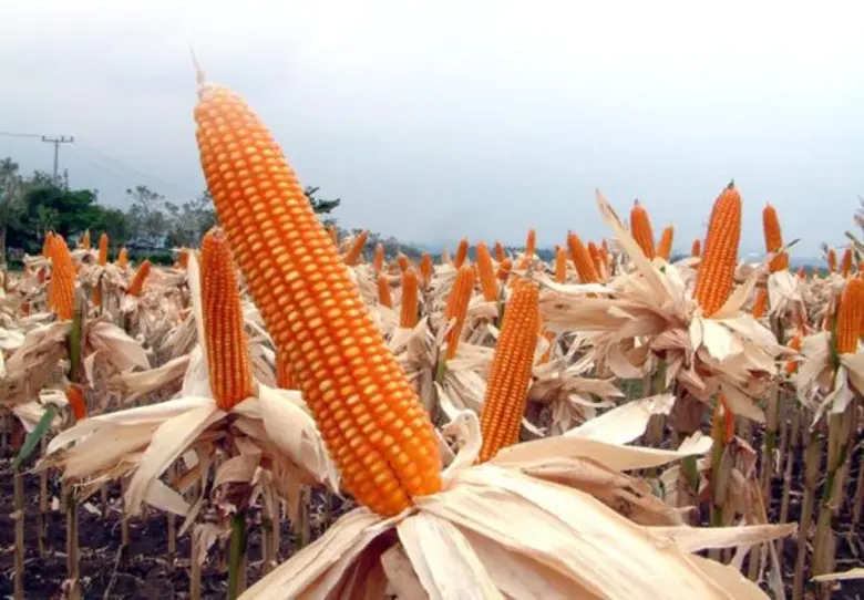 บริษัทกรุงเทพโปรดิ๊วส จำกัด (มหาชน) ซึ่งเ...