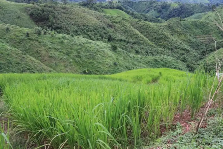 เนื่องจากพื้นที่ 6 หมู่บ้านในตำบลภูฟ้า อำ...