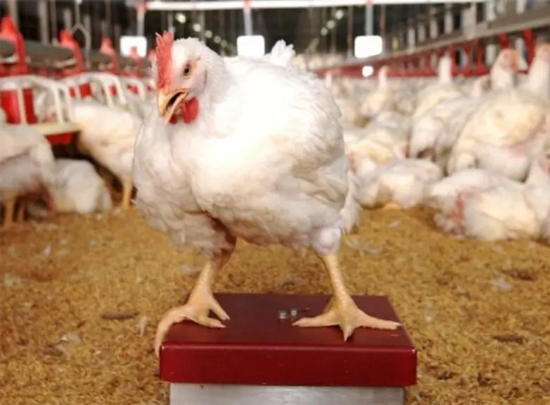 คอมพาร์ทเม้นท์ หลักการสำคัญป้องกันหวัดนก โดย น.สพ.พยุงศักดิ์ สมยานนทนากุล รองกรรมการผู้จัดการด้านมาตรฐานการผลิตสัตว์ปีก