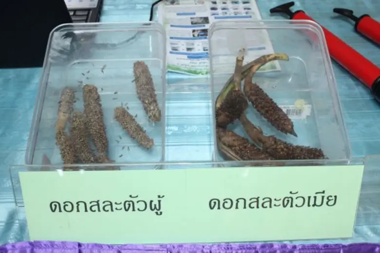 นักศึกษาเกษตร มรภ.สงขลา พาเหรดรับรางวัลระดับชาติ