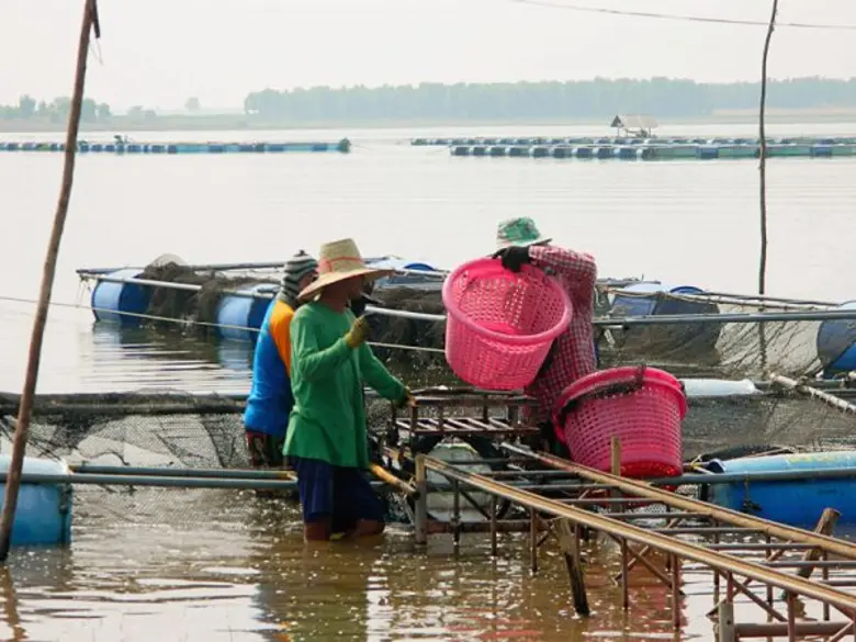 "ปลานิล" จัดเป็นปลาน้ำจืดชนิดหนึ่งซึ่งมีค...