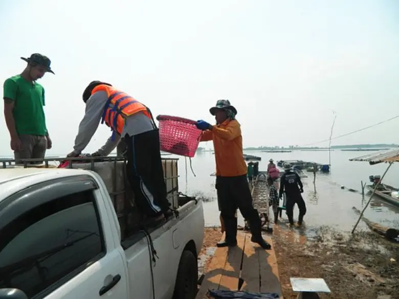 กรมประมงชวนรวมกลุ่มแปลงใหญ่เลี้ยงปลานิล เผยคนเลี้ยงปลานิลกาฬสินธุ์ยิ้มร่า...“ที่นี่มีประกันราคาไม่มีตก”