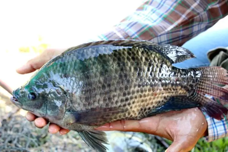 กรมประมงชวนรวมกลุ่มแปลงใหญ่เลี้ยงปลานิล เผยคนเลี้ยงปลานิลกาฬสินธุ์ยิ้มร่า...“ที่นี่มีประกันราคาไม่มีตก”