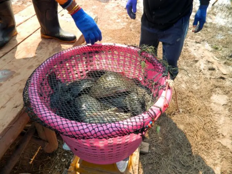 กรมประมงชวนรวมกลุ่มแปลงใหญ่เลี้ยงปลานิล เผยคนเลี้ยงปลานิลกาฬสินธุ์ยิ้มร่า...“ที่นี่มีประกันราคาไม่มีตก”