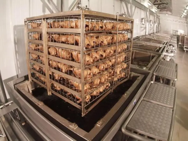 ซีพีเอฟ ส่งเป็ดแปรรูปปรุงสุกเปิดตลาดนิวซีแลนด์เป็นครั้งแรกของไทย