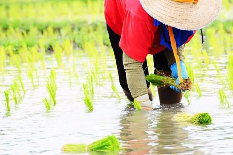 กรมชลประทาน แจงสถานการณ์น้ำและการเพาะปลูกพืชฤดูแล้ง ปี 2560