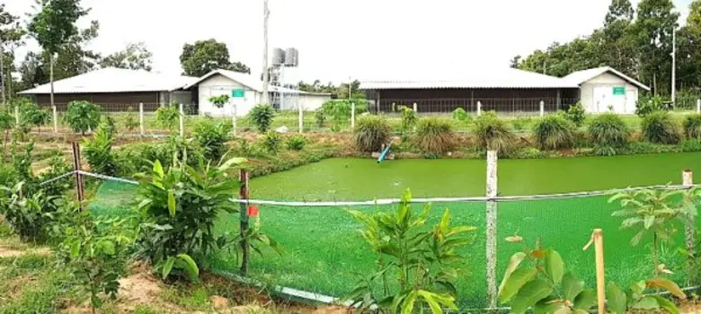 คอนแทรคฟาร์มหมู สร้างอาหารปลอดภัย กับอาชีพที่ไร้ความเสี่ยง