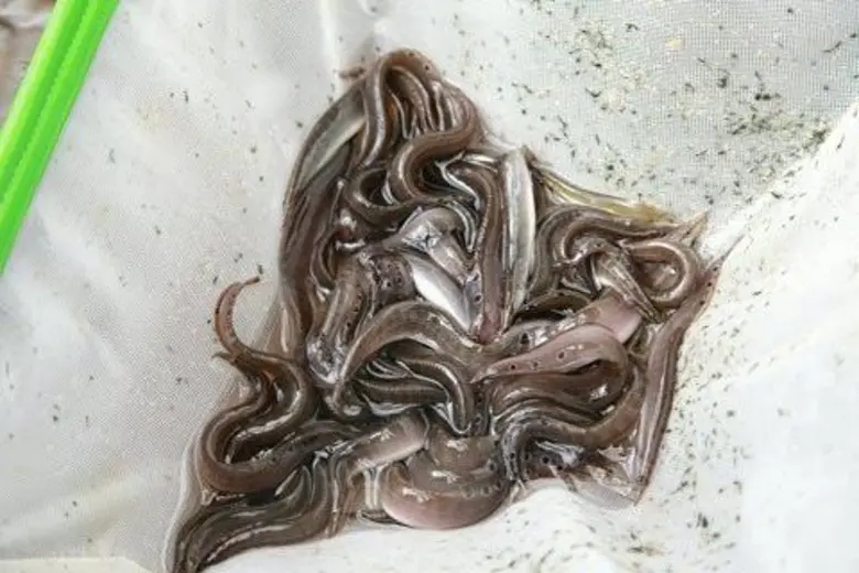 ประมงเจ๋ง ผุดโครงการ “ ธนาคารปลาหลด” เร่งเพาะขยายพันธุ์หลังพบน้อยในธรรมชาติ แต่ตลาดกลับต้องการแถมบางฤดูราคาสูง