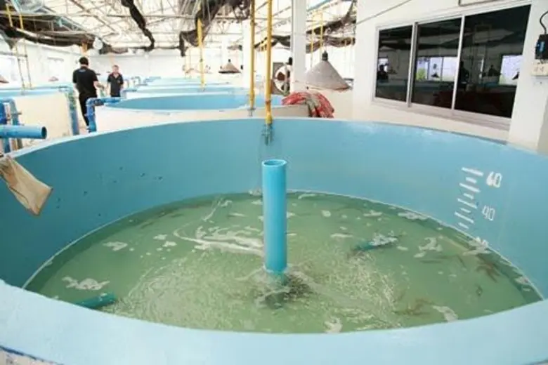 ประมงเจ๋ง ผุดโครงการ “ ธนาคารปลาหลด” เร่งเพาะขยายพันธุ์หลังพบน้อยในธรรมชาติ แต่ตลาดกลับต้องการแถมบางฤดูราคาสูง