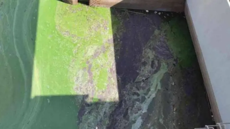 จากสถานการณ์ "สาหร่ายบูม" สีเขียวเป็นแพเต...