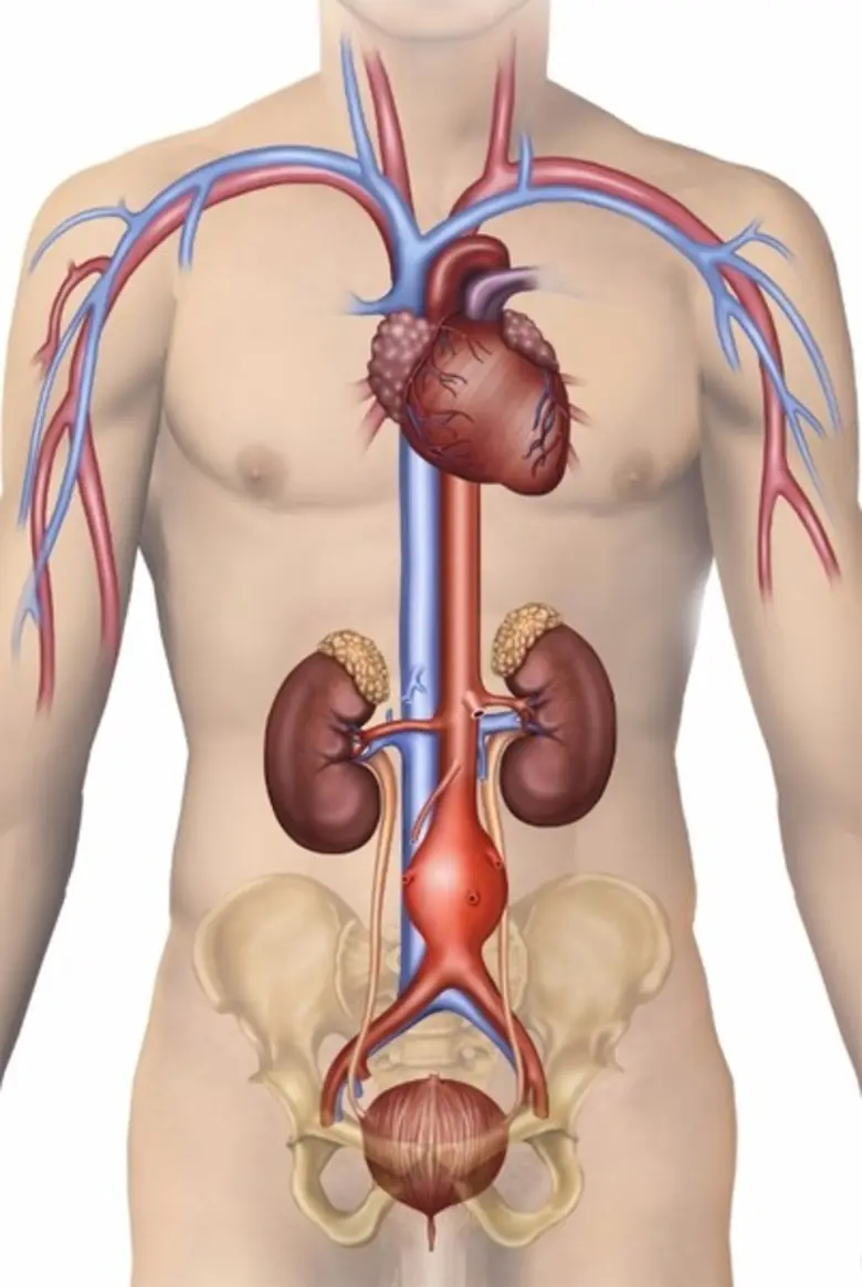 ผ่าตัดแผลเล็ก 4 ซม. ลดความเสี่ยง ทางเลือกใหม่ในการรักษาโรคหลอดเลือดแดงใหญ่โป่งพอง