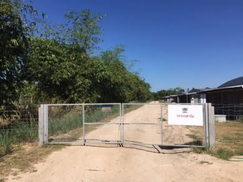 เกษตรกรเลี้ยงหมูยุค 4.0 ใช้เทคโนโลยีสร้างมาตรฐานการผลิต