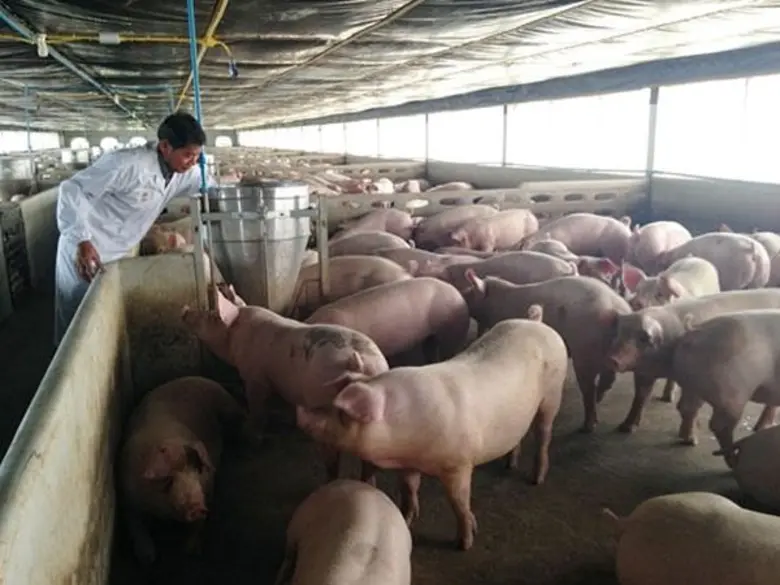 กรมปศุสัตว์ ย้ำไม่มีโรคเอดส์ในหมู-ไก่ของไทย แนะเลือกซื้อเนื้อสัตว์จากผู้ผลิตมาตรฐานปศุสัตว์ OK