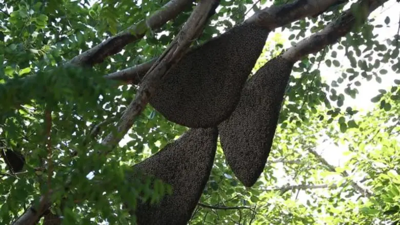 ทีวีไกด์: รายการ “อึ้ง ทึ่ง เสียว” “สมจิตร จงจอหอ” บุก “บุรีรัมย์” พาไปดู “ประเพณีตีผึ้ง 100 รัง”