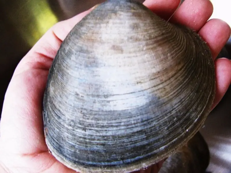 เอสโอดี (SOD) รหัสลับ ยืดอายุ