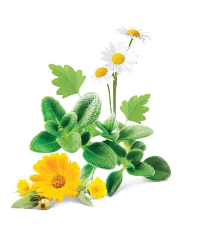 ออร์แกนิค สิ่งดีๆ จากธรรมชาติ เพื่อคนรักสุขภาพ เริ่มได้ตั้งแต่สุขภาพปากและฟัน ด้วยนวัตกรรม “Organic Swiss calendula”